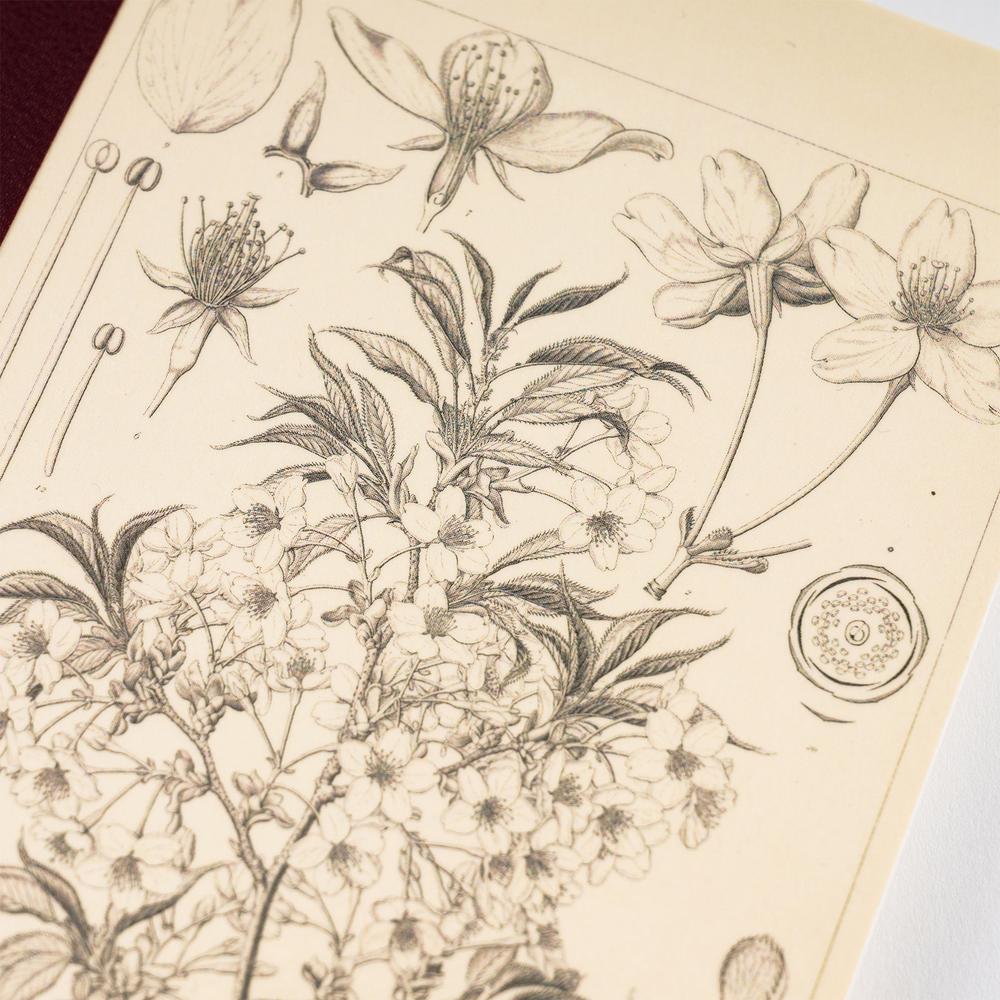 Close-up of the Yamazakura cherry blossom botanical illustration on the Hobonichi A5 graph notebook cover, fine line drawing on cream paper