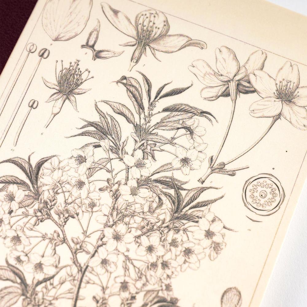 Close-up of the Yamazakura cherry blossom botanical illustration on the Hobonichi A6 graph notebook cover, fine line drawing on cream paper